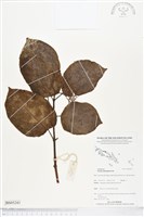 臭娘子、牛骨仔樹藏品圖，第1張