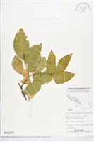 登錄號:BS05250藏品圖，第1張