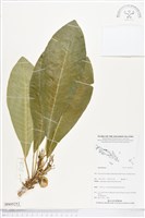 登錄號:BS05252藏品圖，第1張