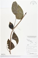 登錄號:BS05254藏品圖，第1張