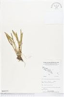 登錄號:BS05255藏品圖，第1張