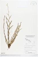 登錄號:BS05256藏品圖，第1張