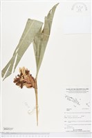 登錄號:BS05257藏品圖，第1張