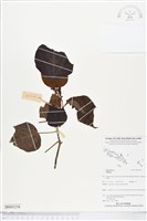 登錄號:BS05258藏品圖，第1張