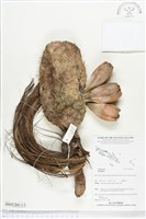 登錄號:BS05260藏品圖，第1張