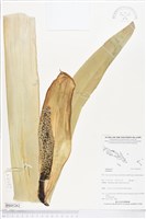 登錄號:BS05262藏品圖，第1張