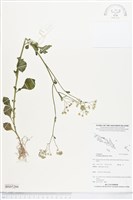 一枝香藏品圖，第1張