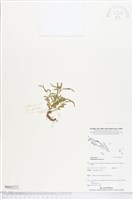 葉下珠、珠仔草藏品圖，第1張