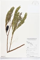 登錄號:BS05275藏品圖，第1張