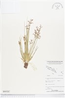 登錄號:BS05282藏品圖，第1張