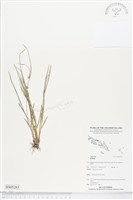 登錄號:BS05283藏品圖，第1張