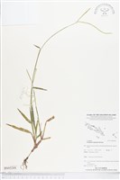 兩耳草藏品圖，第1張