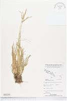 牛筋草藏品圖，第1張