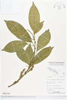 登錄號:BS05298藏品圖，第1張