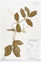 登錄號:BS05299藏品圖，第1張