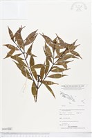 登錄號:BS05300藏品圖，第1張