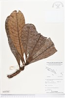 登錄號:BS05301藏品圖，第1張