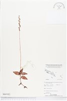 登錄號:BS05303藏品圖，第1張