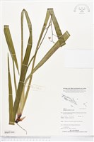 桔梗蘭藏品圖，第1張