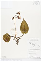 登錄號:BS05305藏品圖，第1張