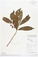 登錄號:BS05306藏品圖，第1張