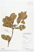 登錄號:BS05307藏品圖，第1張