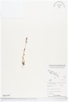登錄號:BS05309藏品圖，第1張