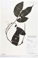 登錄號:BS05310藏品圖，第1張