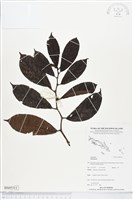 登錄號:BS05311藏品圖，第1張