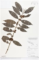 登錄號:BS05313藏品圖，第1張
