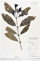 登錄號:BS05314藏品圖，第1張