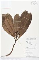 登錄號:BS05315藏品圖，第1張