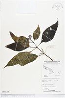 登錄號:BS05316藏品圖，第1張