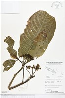 登錄號:BS05317藏品圖，第1張