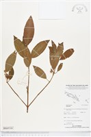登錄號:BS05318藏品圖，第1張