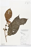 登錄號:BS05319藏品圖，第1張