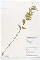 登錄號:BS05320藏品圖，第1張