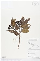 登錄號:BS05321藏品圖，第1張