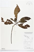 登錄號:BS05322藏品圖，第1張