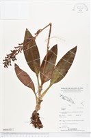 登錄號:BS05323藏品圖，第1張
