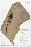 登錄號:BS05324藏品圖，第1張