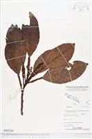 登錄號:BS05326藏品圖，第1張