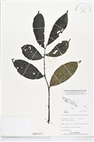 登錄號:BS05327藏品圖，第1張