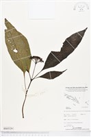 登錄號:BS05329藏品圖，第1張