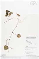 登錄號:BS05331藏品圖，第1張