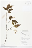 登錄號:BS05332藏品圖，第1張