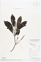 登錄號:BS05333藏品圖，第1張