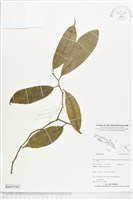登錄號:BS05334藏品圖，第1張