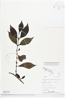 登錄號:BS05335藏品圖，第1張