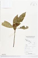 登錄號:BS05336藏品圖，第1張